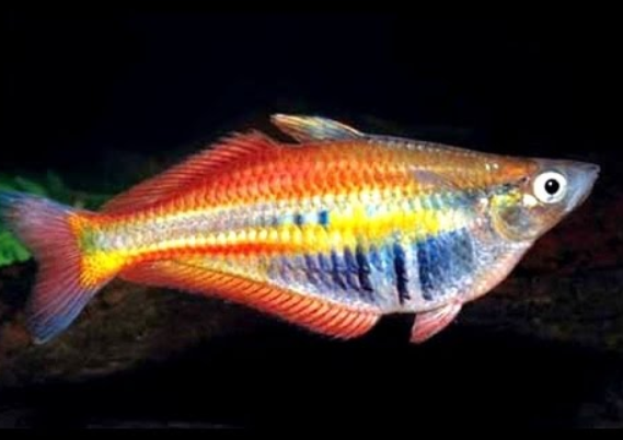 Facts About Madagascar Rainbow Fish