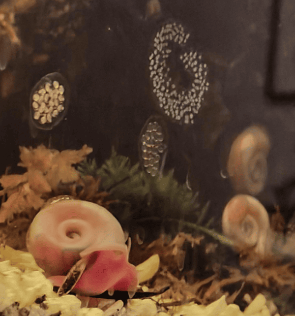 Common Snail Eggs Diseases and Their Treatment