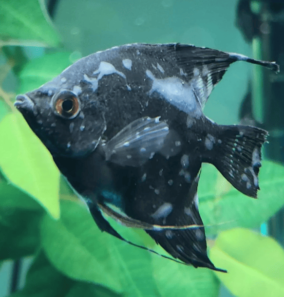 Angelfish with Goldfish