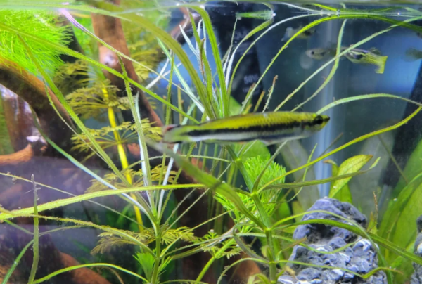 Types of Madagascar Rainbow Fish