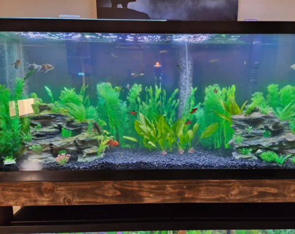 Madagascar Rainbow Fish Care & Tank Set-Up