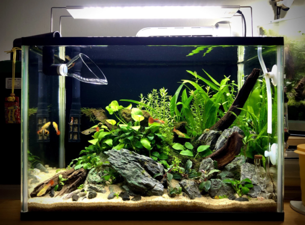 Guppy Care & Tank Set up