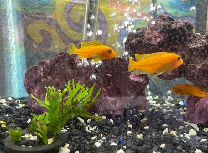 Red Zebra Cichlid Tank Mates