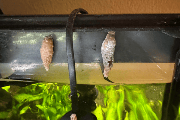 Snail Eggs Tanks Mates