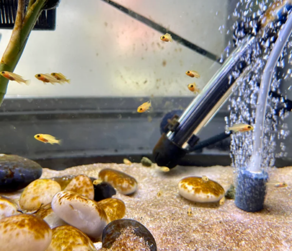 Red Zebra Cichlid Tank Landscape