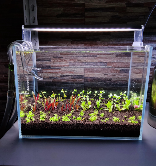 new water in aquarium