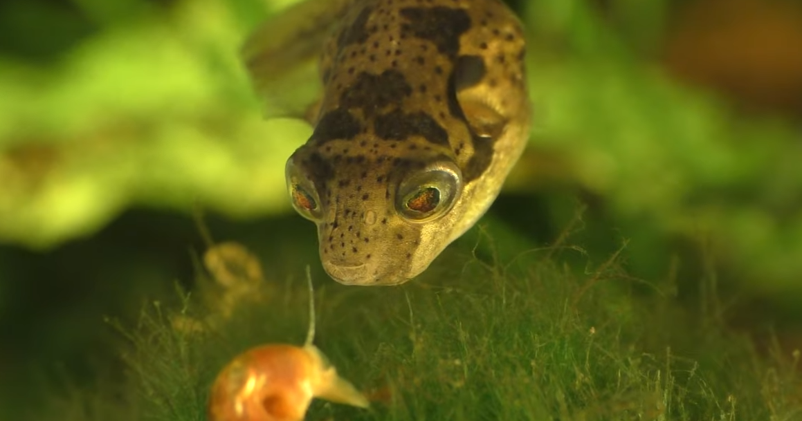 Pea Puffers Care Guide Tank Setup, Diet & Breeding WZaquarium