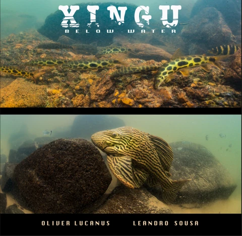 Crenicichla rosemariae Crenicichla rosemariae