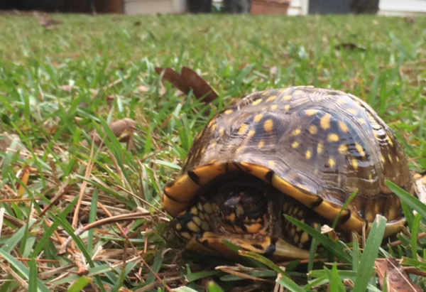 Eastern Box Turtle