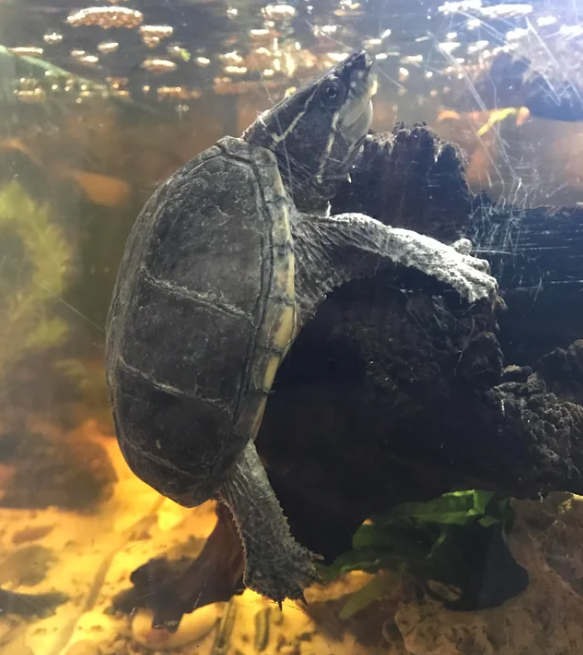 Musk Turtle