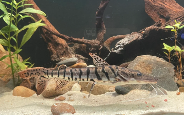 Tiger Shovelnose Catfish