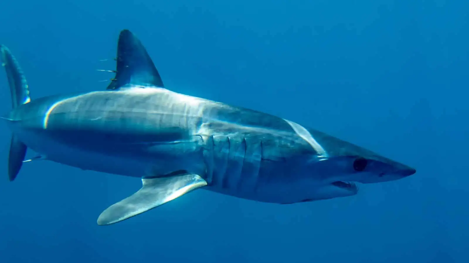 Identifying the Fish From Finding Nemo – Our Fun Guide 16 Mako Shark