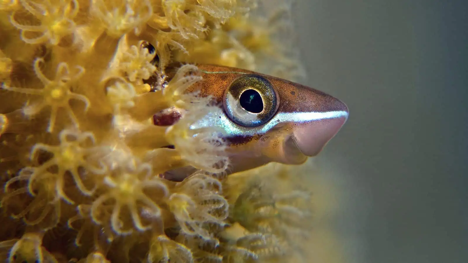 Fish With Teeth: Nature at Its Most Fascinating 8 Sabertooth Blenny