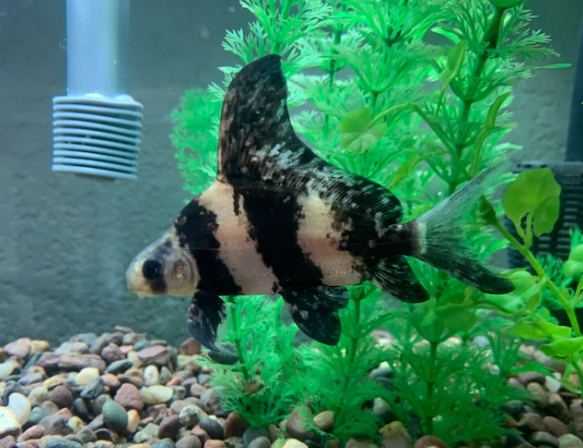 Chinese High-Fin Banded Shark