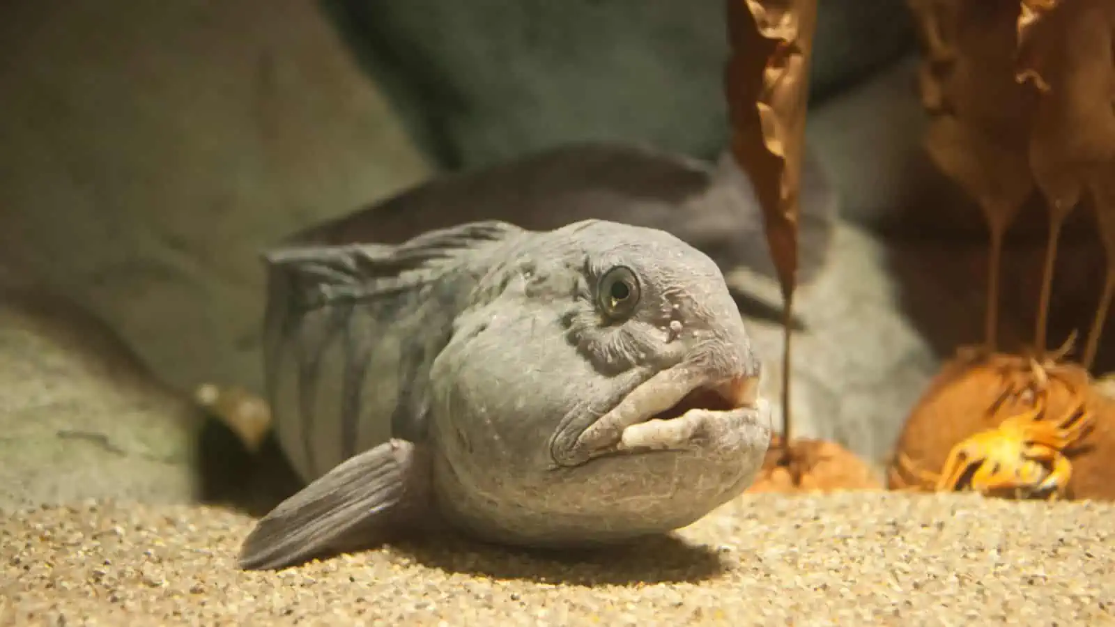 Fish With Teeth: Nature at Its Most Fascinating 15 Atlantic Wolffish