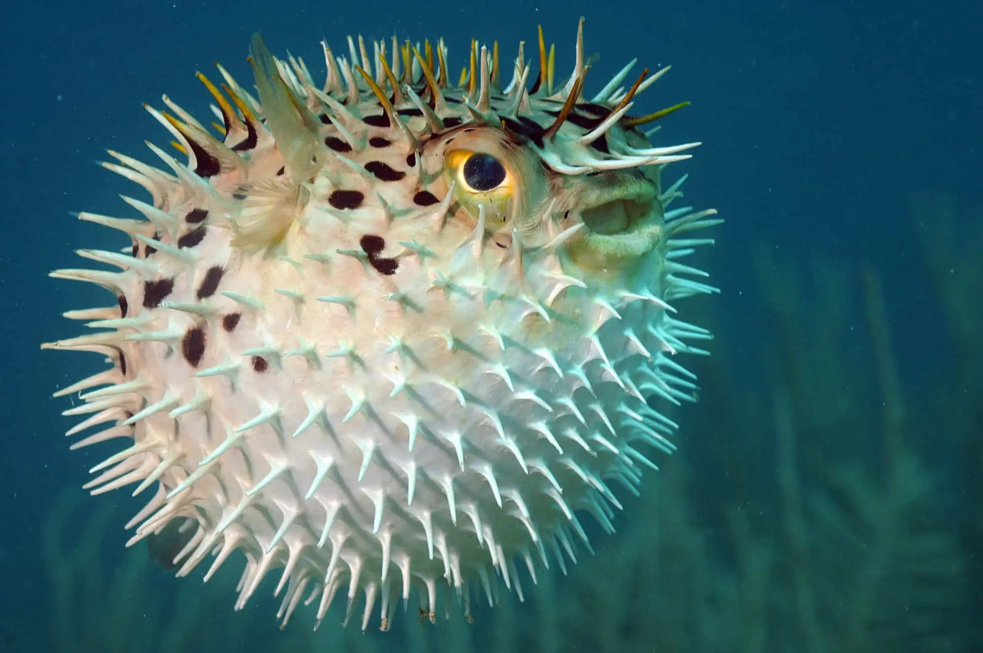 Fish With Teeth: Nature at Its Most Fascinating 18 Pufferfish