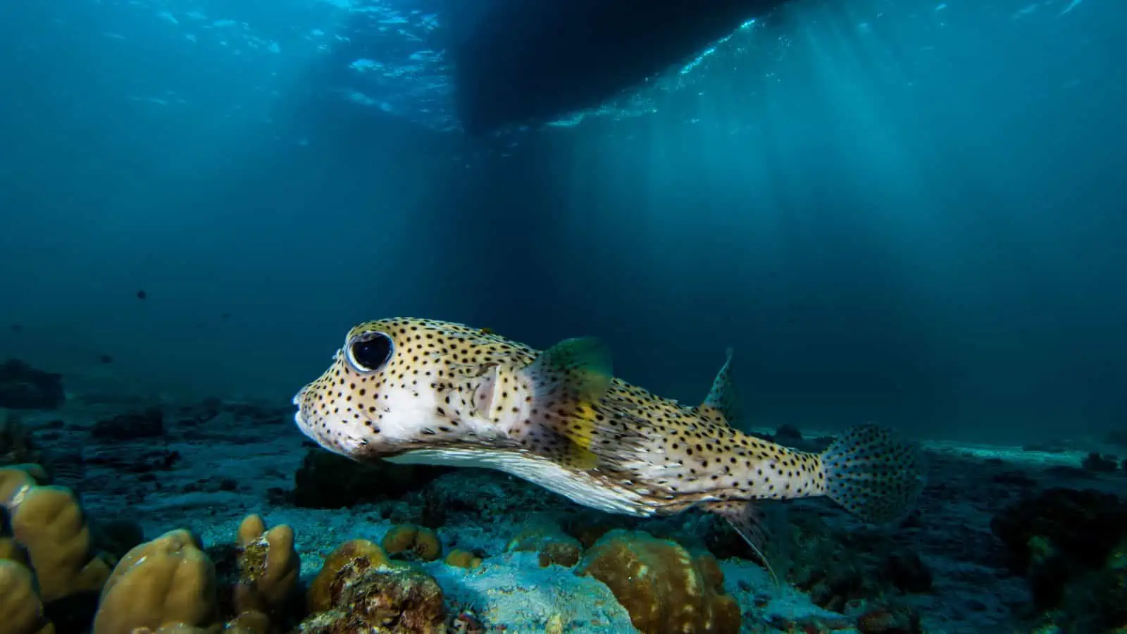 Identifying the Fish From Finding Nemo – Our Fun Guide 10 Porcupine Puffer Fish