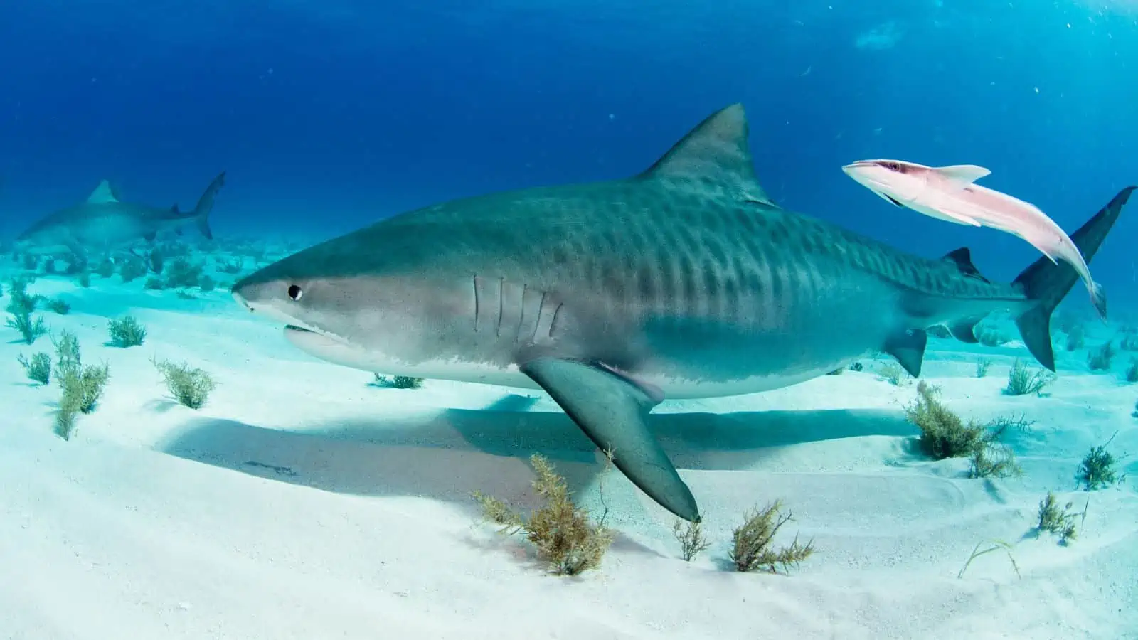 Fish With Teeth: Nature at Its Most Fascinating 13 Tiger Shark