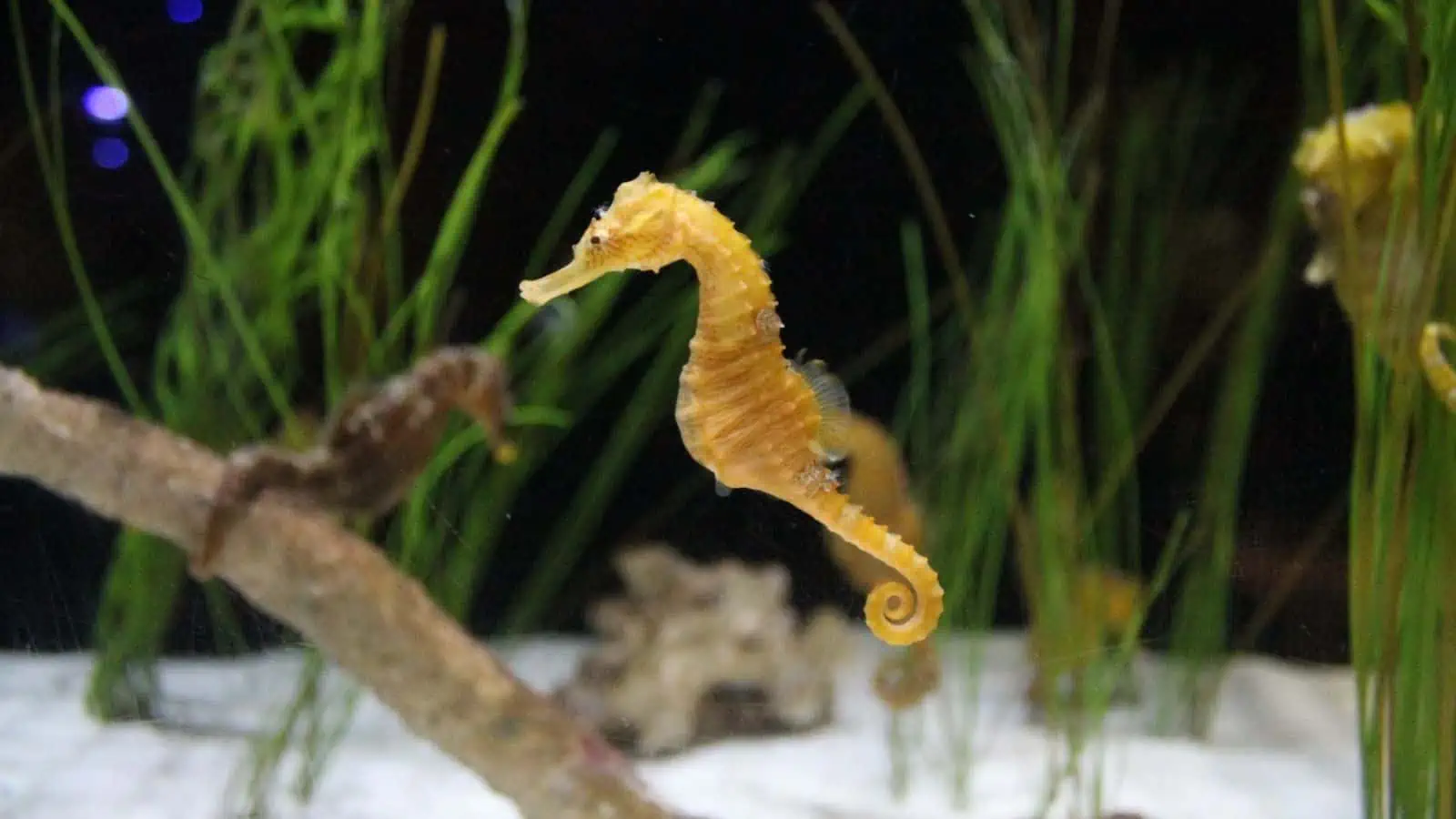 Identifying the Fish From Finding Nemo – Our Fun Guide 5 Sea Horse