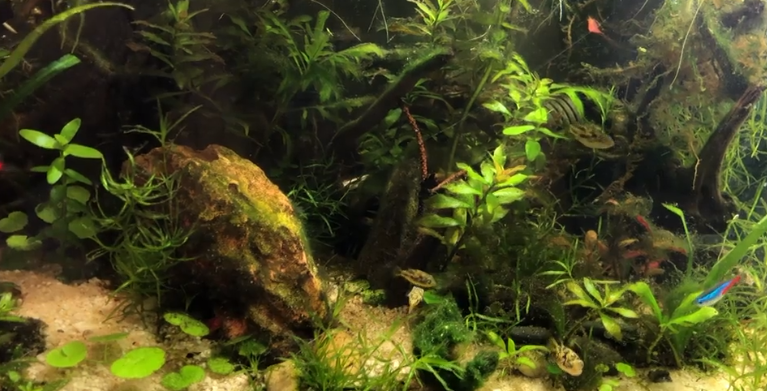 Pea Puffers Tank Mates