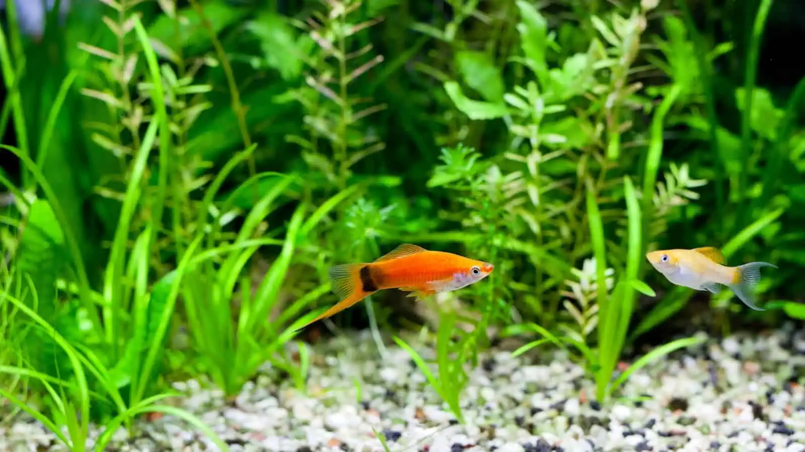 Swordtail Fish: Vibrant and Energetic Delights for Your Tank 3 Aquarium Swordtail and Molly