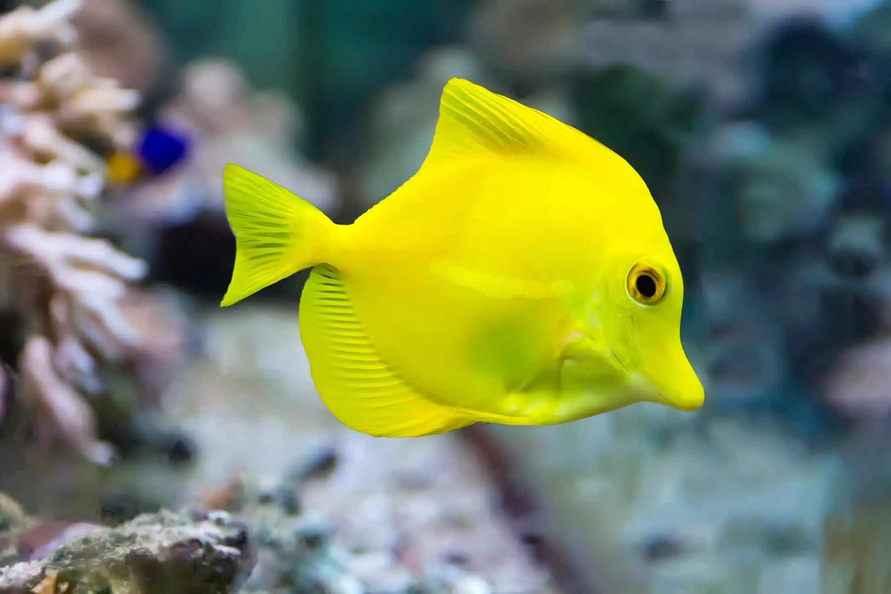 Identifying the Fish From Finding Nemo – Our Fun Guide 8 Yellow Tang