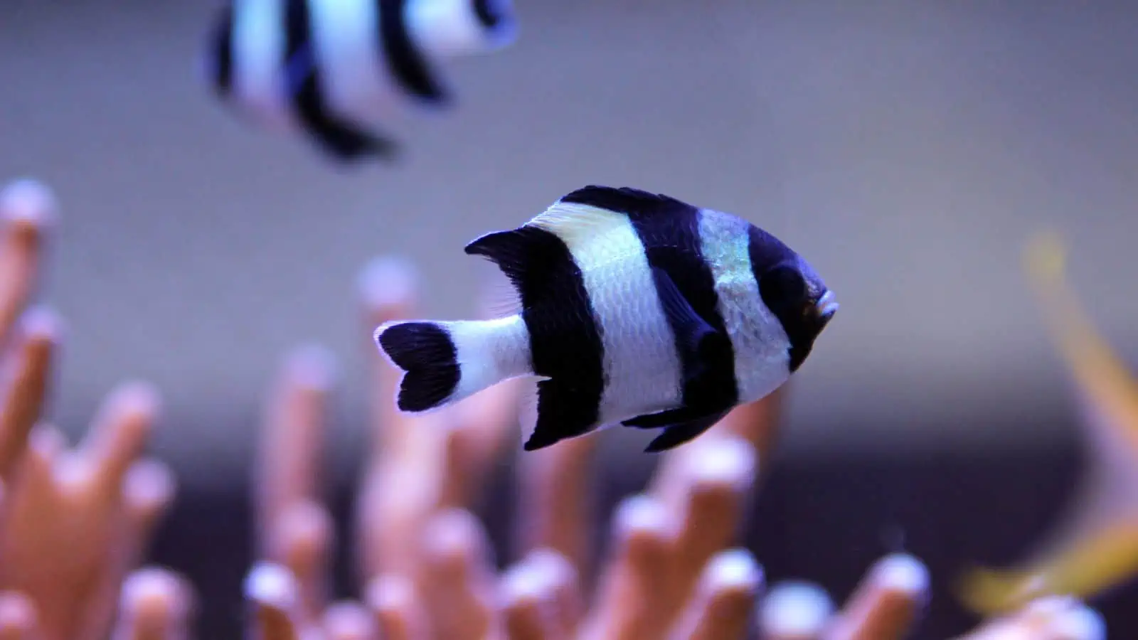 Identifying the Fish From Finding Nemo – Our Fun Guide 11 Four-Stripe Damselfish