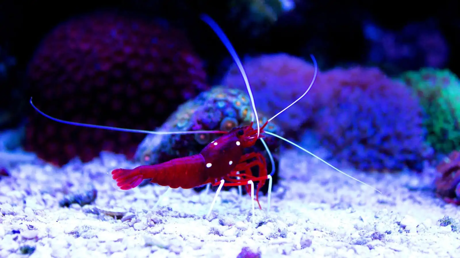 Fire Shrimp Care: A Complete Guide for Aquarists 3 Fire Shrimp