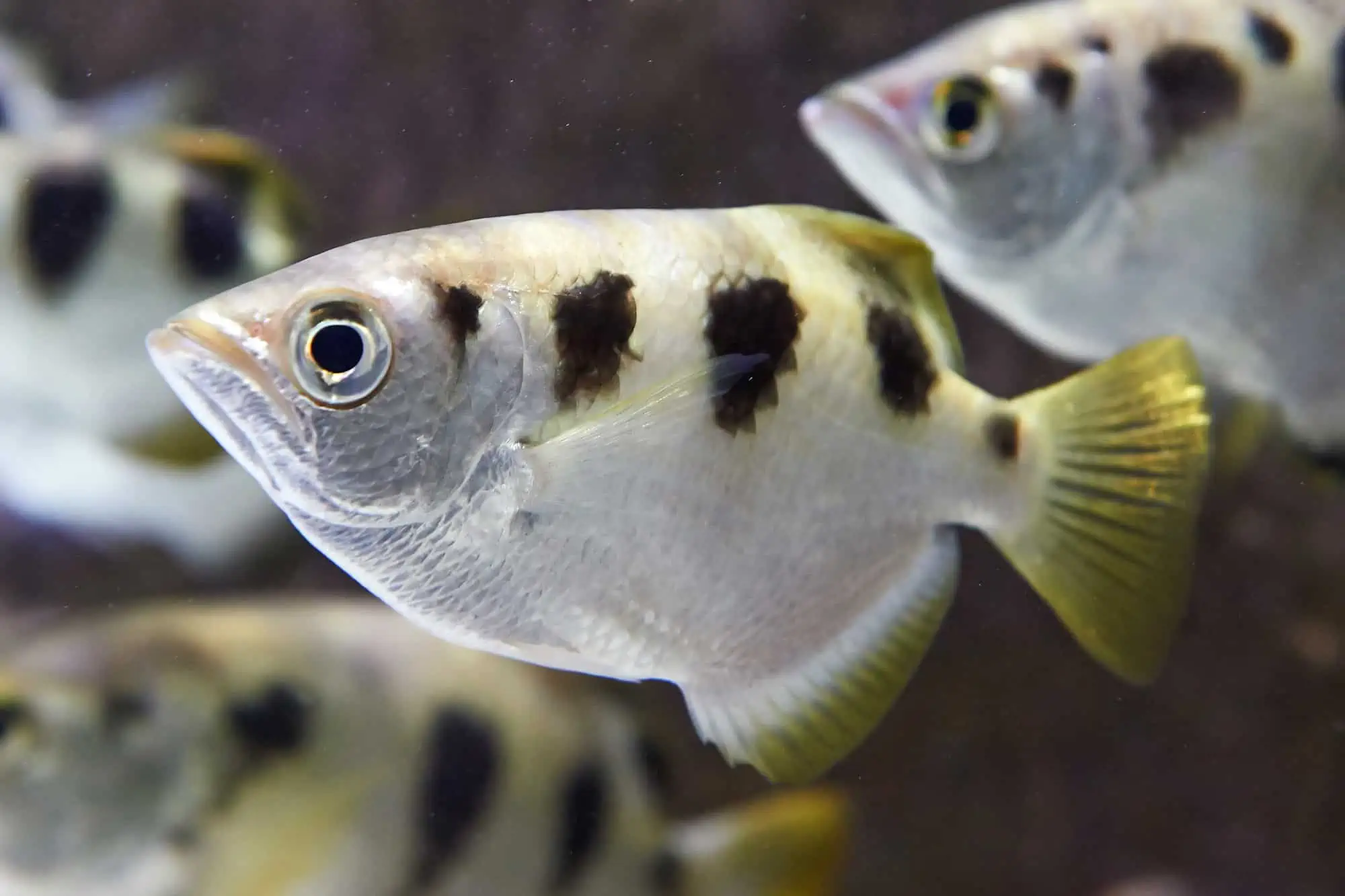 Archerfish: The Masterful Precision Predators of the Waters 3 Archerfish