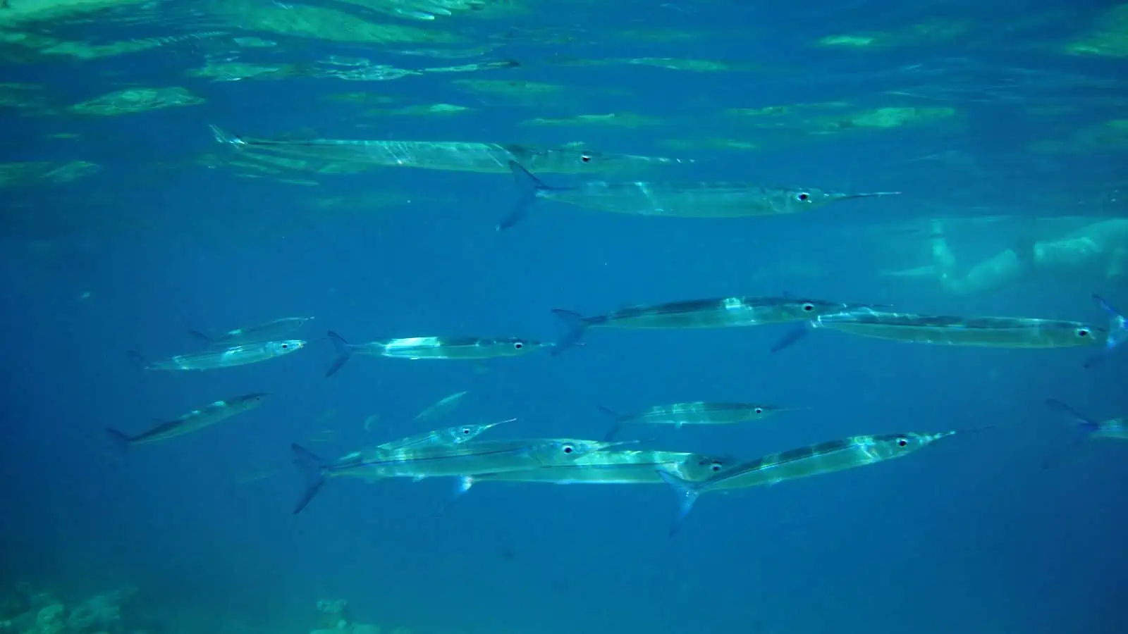 Fish With Teeth: Nature at Its Most Fascinating 9 Needlefish