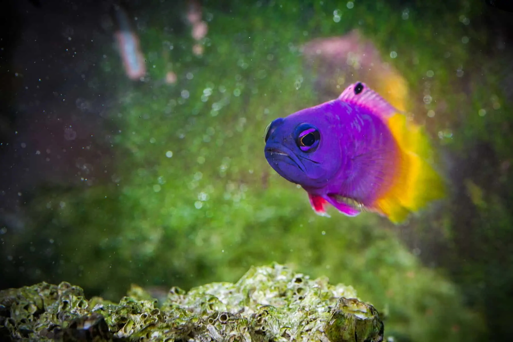 Identifying the Fish From Finding Nemo – Our Fun Guide 9 Royal Gramma