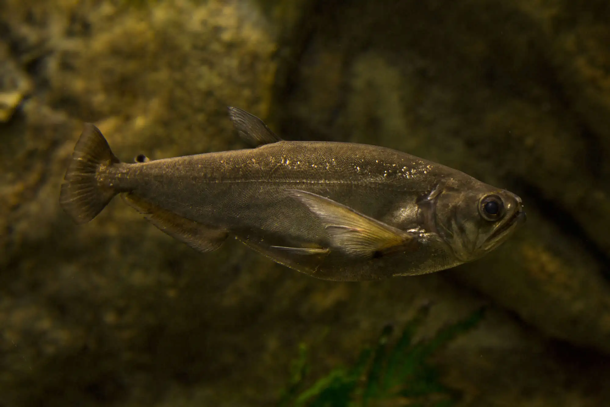 Fish With Teeth: Nature at Its Most Fascinating 6 Payara