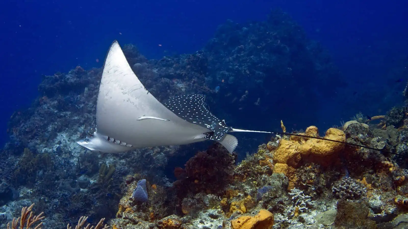 Identifying the Fish From Finding Nemo – Our Fun Guide 6 Spotted Eagle Ray