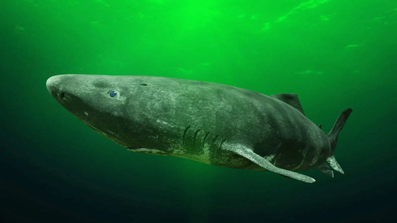 Fish With Teeth: Nature at Its Most Fascinating 17 Greenland Shark