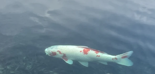 Koi Fish Pregnant