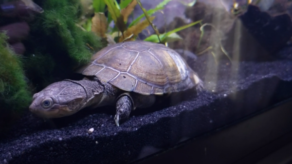 African Sideneck Turtle