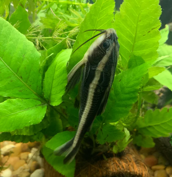 Striped Raphael Catfish