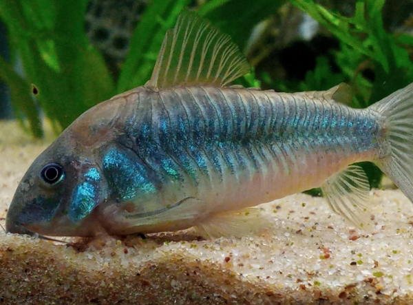 Bronze Corydoras
