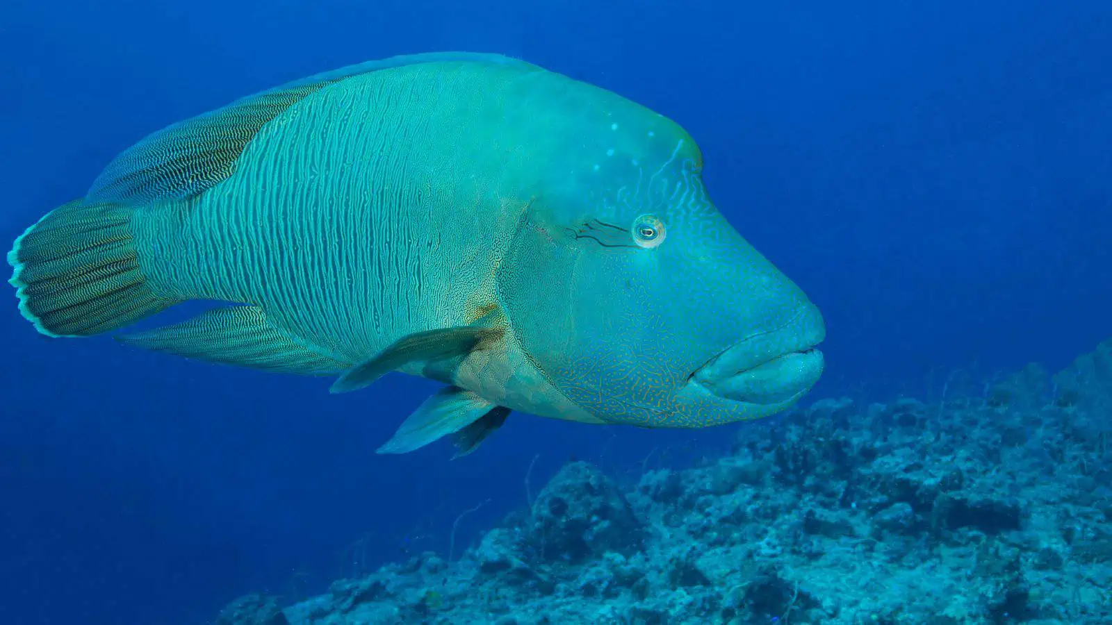 Fish With Teeth: Nature at Its Most Fascinating 12 Humphead Wrasse