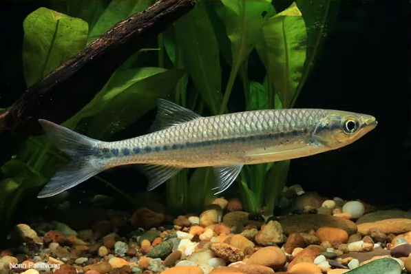 Central Africa Central Africa