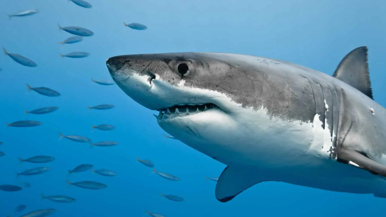 Identifying the Fish From Finding Nemo – Our Fun Guide 14 Great White Shark