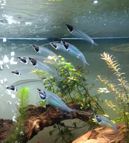 Glass Catfish