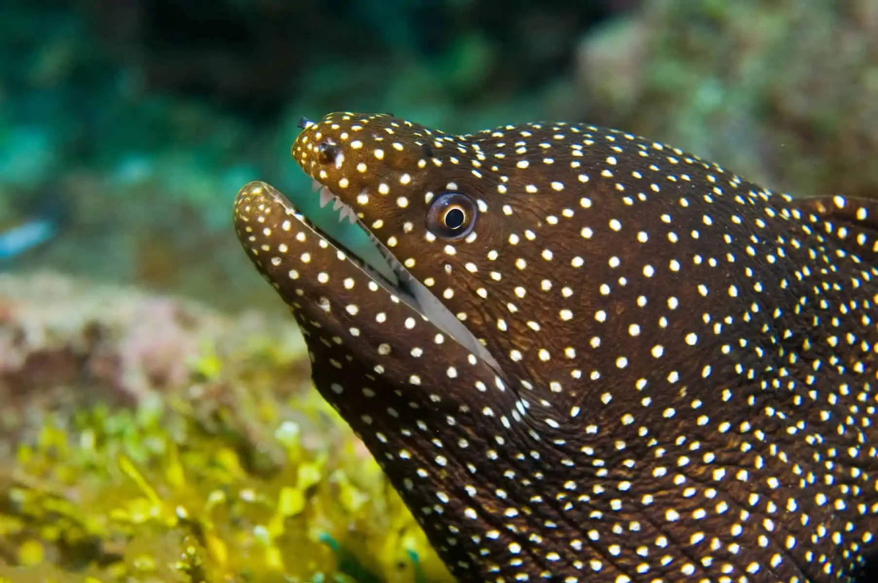 Fish With Teeth: Nature at Its Most Fascinating 10 Moray Eel