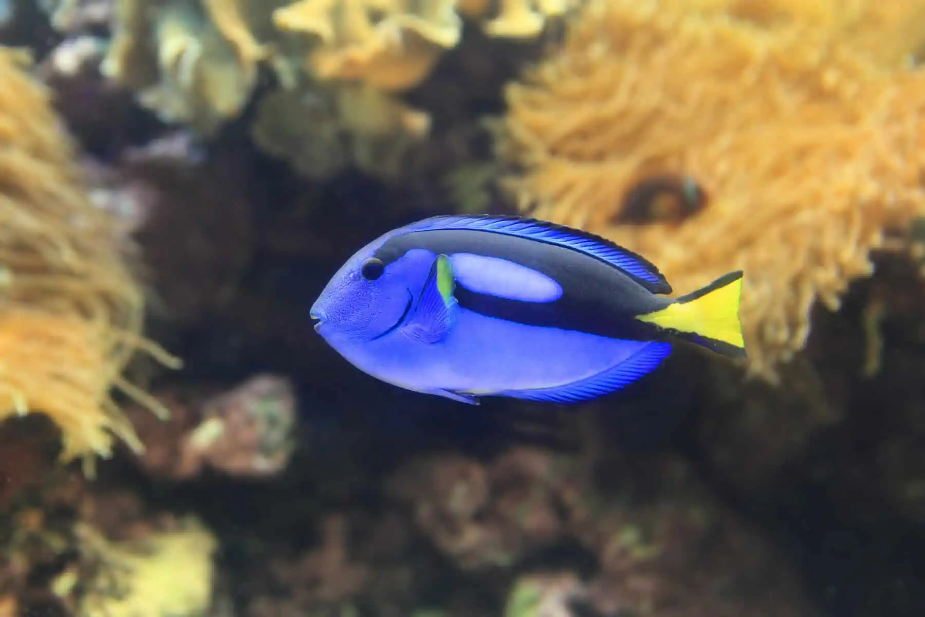 Identifying the Fish From Finding Nemo – Our Fun Guide 3 The Royal Blue Tang – Paracanthurus hepatus
