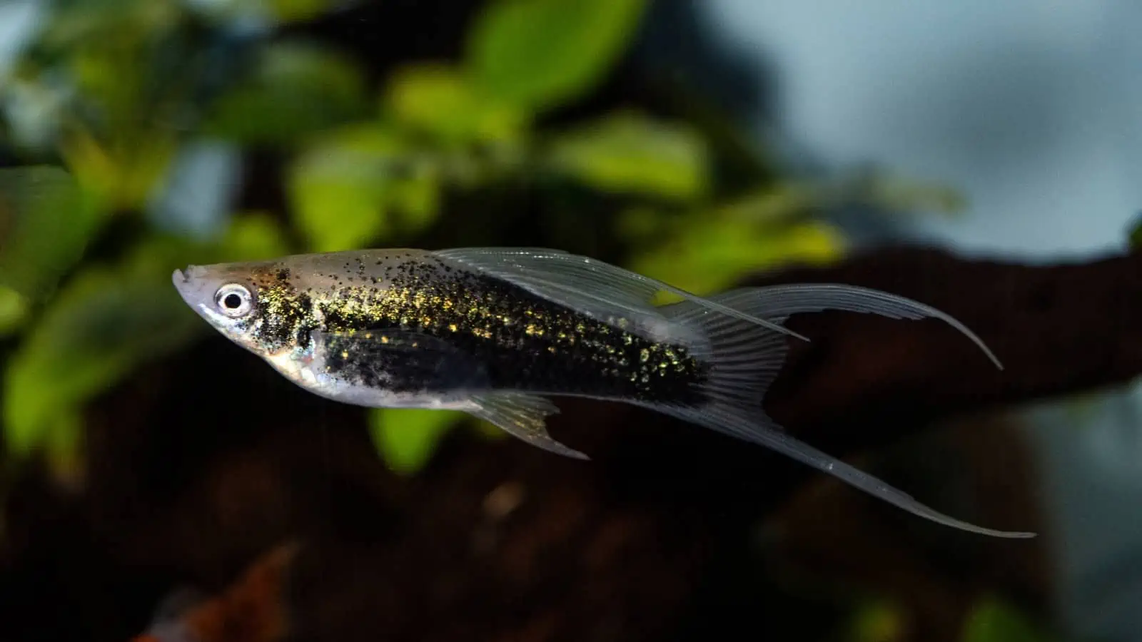 Swordtail Fish: Vibrant and Energetic Delights for Your Tank 4 Swordtail Fish in aquarium