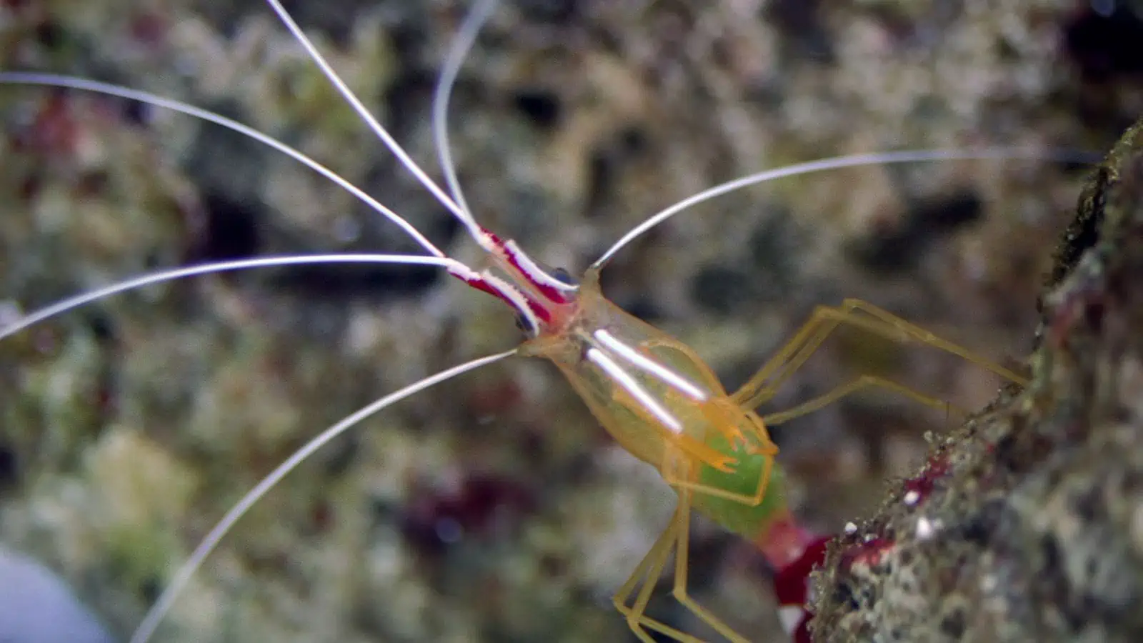 Identifying the Fish From Finding Nemo – Our Fun Guide 12 Pacific Cleaner Shrimp