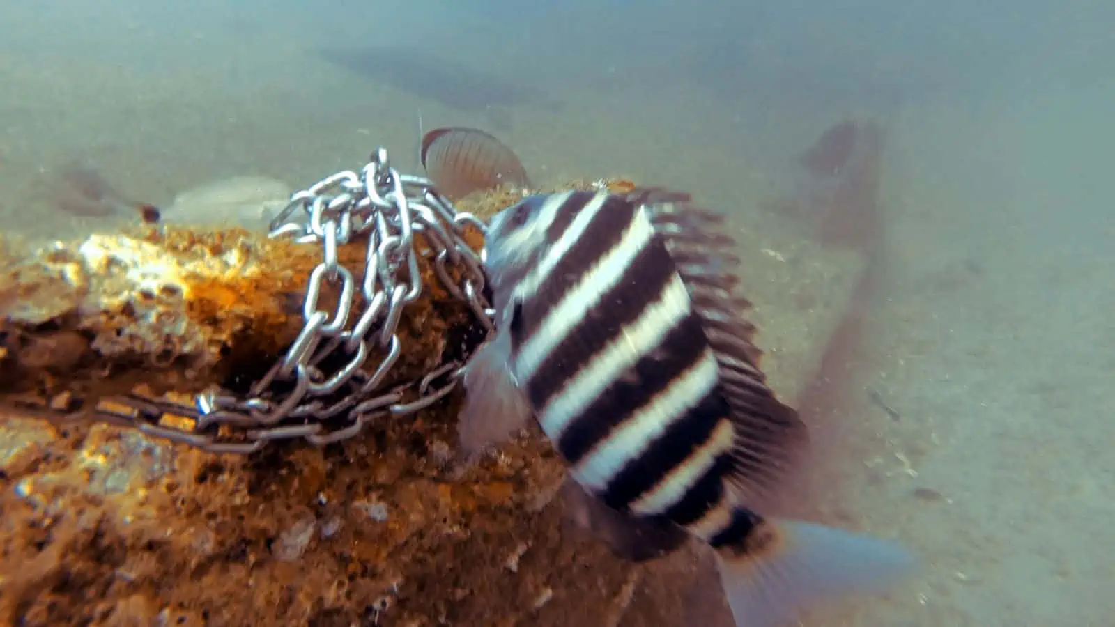 Fish With Teeth: Nature at Its Most Fascinating 4 Sheepshead Fish