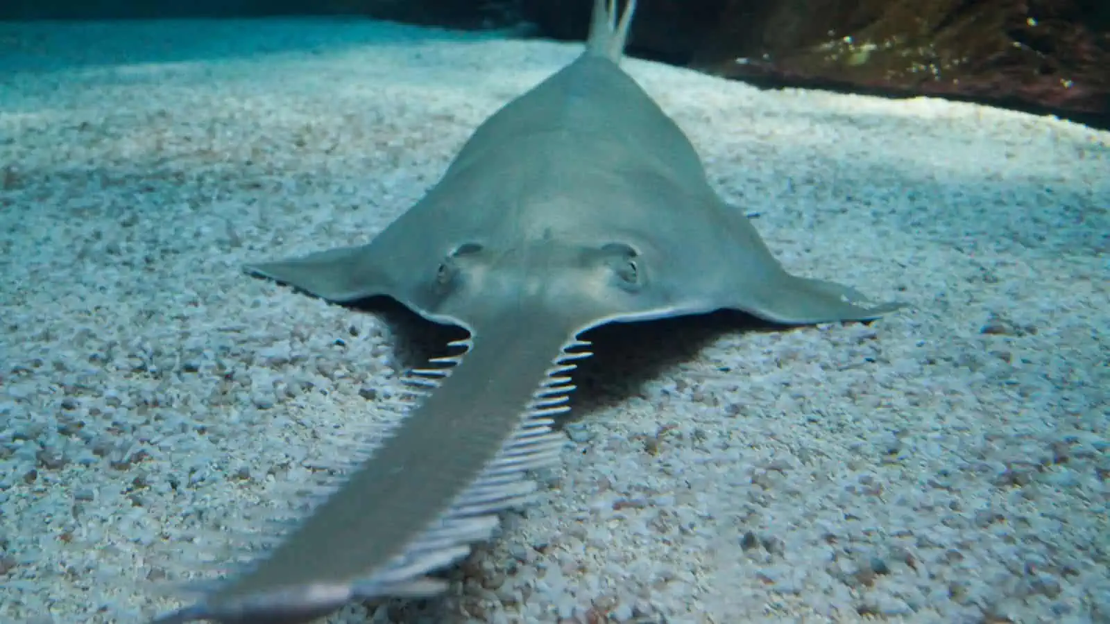 Fish With Teeth: Nature at Its Most Fascinating 19 Green Sawfish