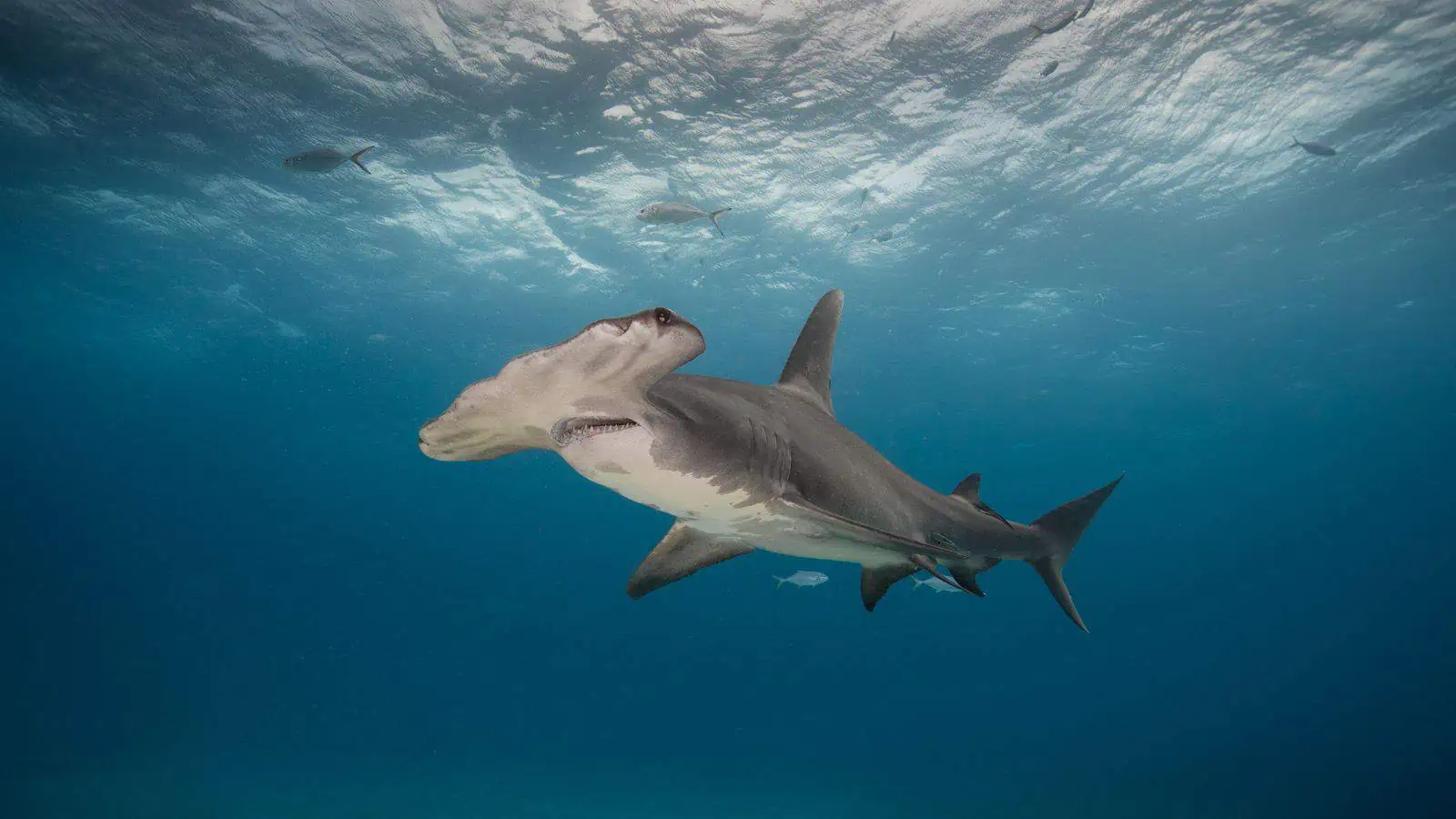 Identifying the Fish From Finding Nemo – Our Fun Guide 15 Hammerhead Shark