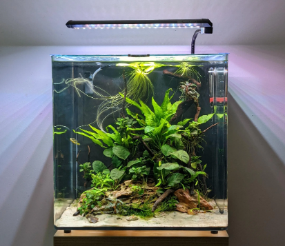 Pea Puffers Care & Tank Set-Up
